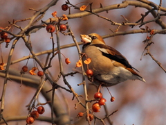 Coccothraustes coccothraustes