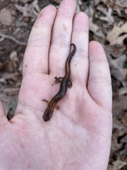 Plethodon websteri