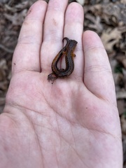 Plethodon websteri