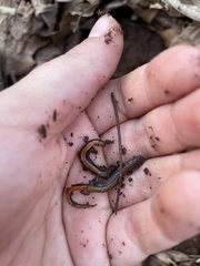 Plethodon websteri