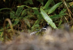 Enicurus leschenaulti