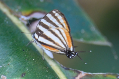 Arawacus lincoides