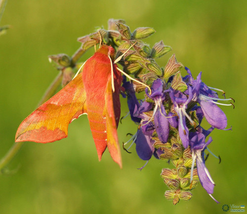 Small Elephant Hawkmoth