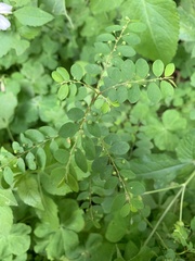 Phyllanthus tenellus