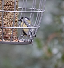 Parus major