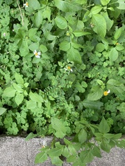 Phyllanthus tenellus