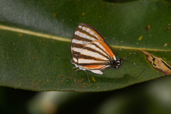 Arawacus lincoides