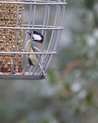Parus major