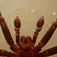 Thanatus formicinus