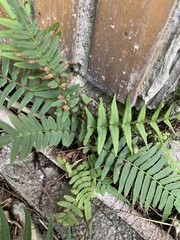 Pteris vittata