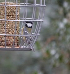 Parus major
