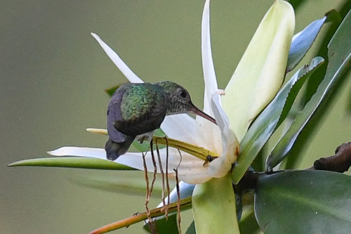 Mangrove Hummingbird (Chrysuronia boucardi), photo 6