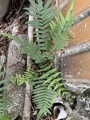 Pteris vittata