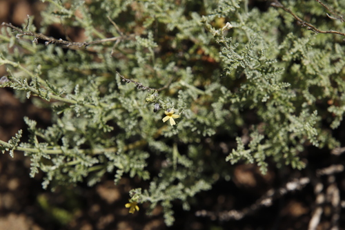 Image of Jamesbrittenia pristisepala by (c) Tony Rebelo, some rights reserved (CC BY-SA)