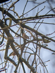 Coccothraustes coccothraustes