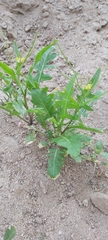 Sisymbrium irio
