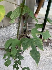 Broussonetia papyrifera