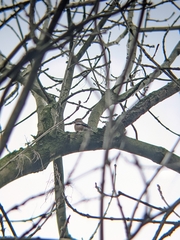 Coccothraustes coccothraustes