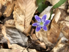 Hepatica