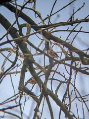 Coccothraustes coccothraustes