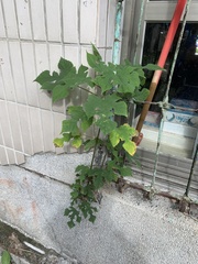 Broussonetia papyrifera