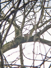 Coccothraustes coccothraustes