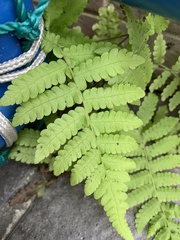 Pteris vittata