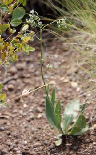 Image of Cynoglossum hispidum by (c) Tony Rebelo, some rights reserved (CC BY-SA)