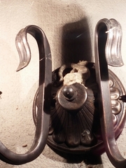 Homopholis walbergii