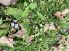 Ageratum conyzoides