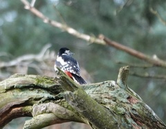 Dendrocopos major