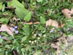 Ageratum conyzoides