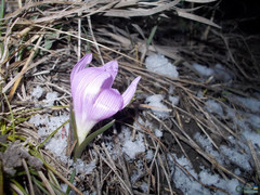 Colchicum bulbocodium versicolor