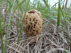 Morchella steppicola