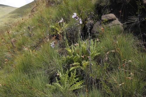 Image of Berkheya purpurea by (c) Tony Rebelo, some rights reserved (CC BY-SA)