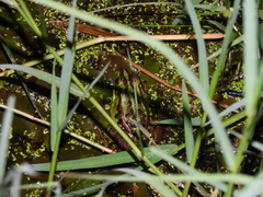 Pelophylax fukienensis