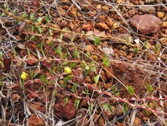 Chamaecrista kunthiana
