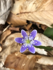 Hepatica