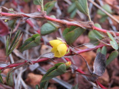 Chamaecrista kunthiana