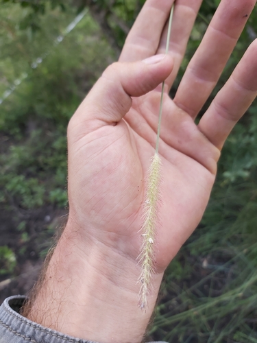 Setaria × decipiens iNat (3)