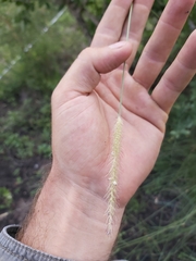 Setaria sphacelata sphacelata