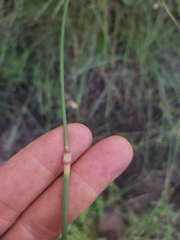 Setaria sphacelata sphacelata