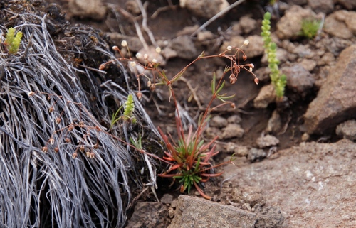 Image of Pharnaceum alpinum by (c) Tony Rebelo, some rights reserved (CC BY-SA)