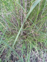 Setaria sphacelata sphacelata