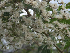 Vernonanthura patens