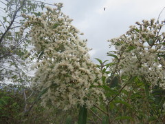 Vernonanthura patens