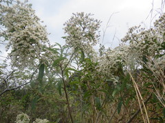 Vernonanthura patens