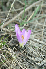 Colchicum bulbocodium versicolor