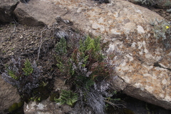 Cheilanthes quadripinnata