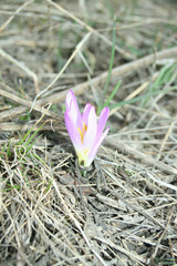 Colchicum bulbocodium versicolor